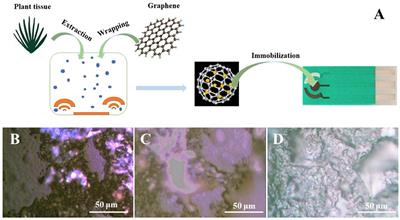 Electrochemical Sex Determination of Dioecious Plants Using Polydopamine-Functionalized Graphene Sheets